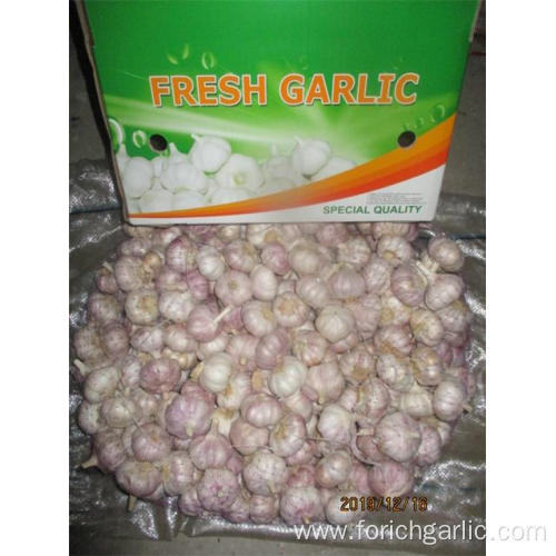 Normal White Garlic Fresh Garlic